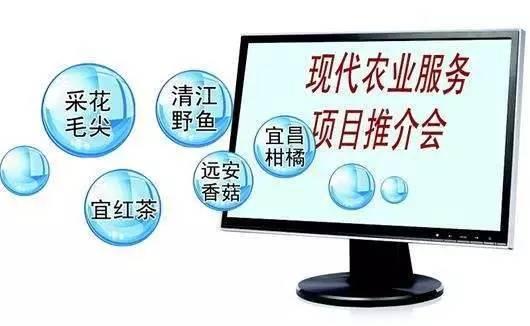 又到柑橘成熟季 湖北宜昌借力電商，破解銷售難題